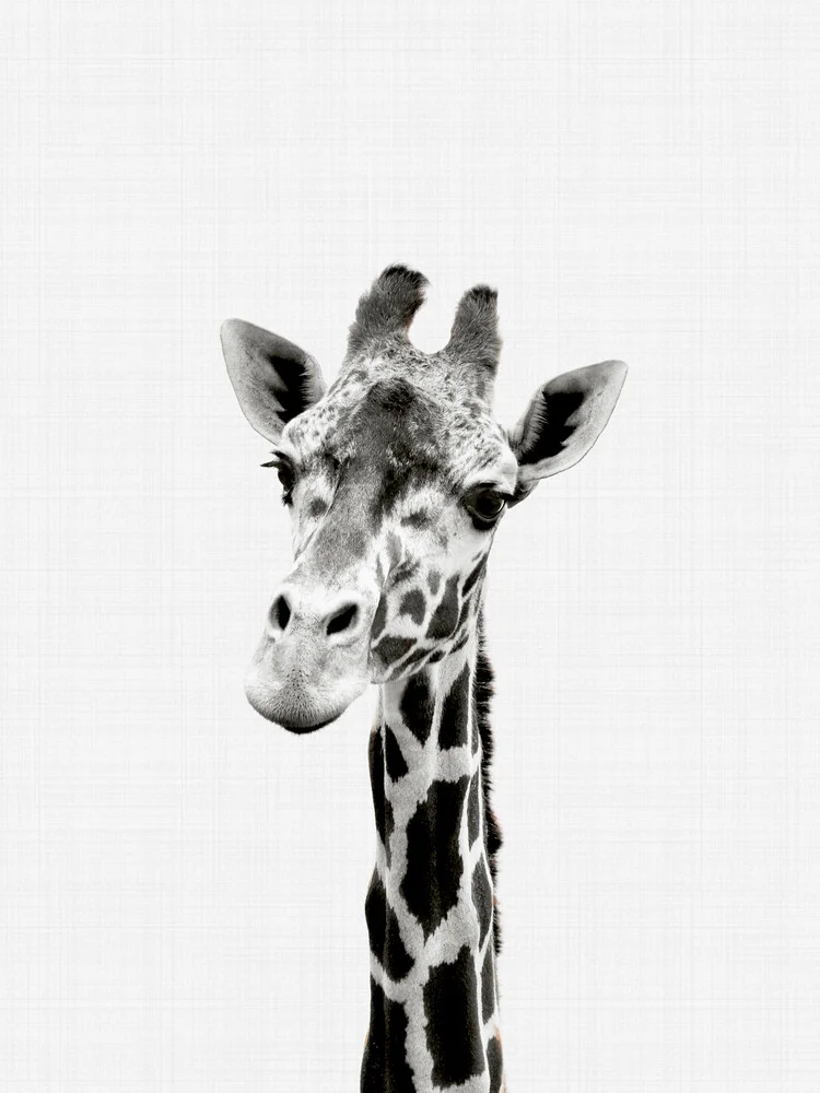 Girafe (Noir et Blanc) - Photographie fineart par Vivid Atelier