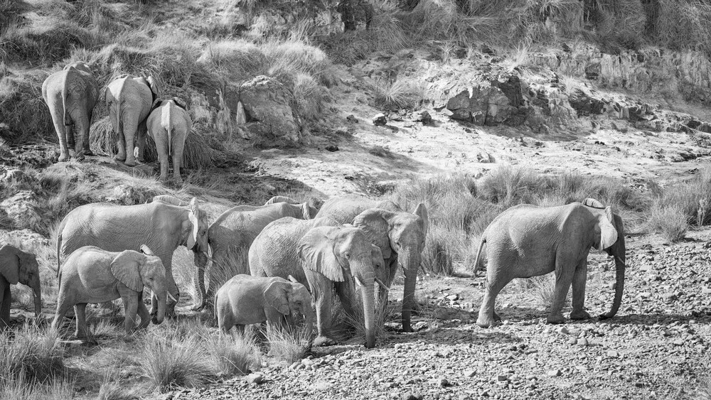 Famille d'éléphants dans le canyon de l'Aub à la concession Palmwag en Namibie - Photographie Fineart de Dennis Wehrmann