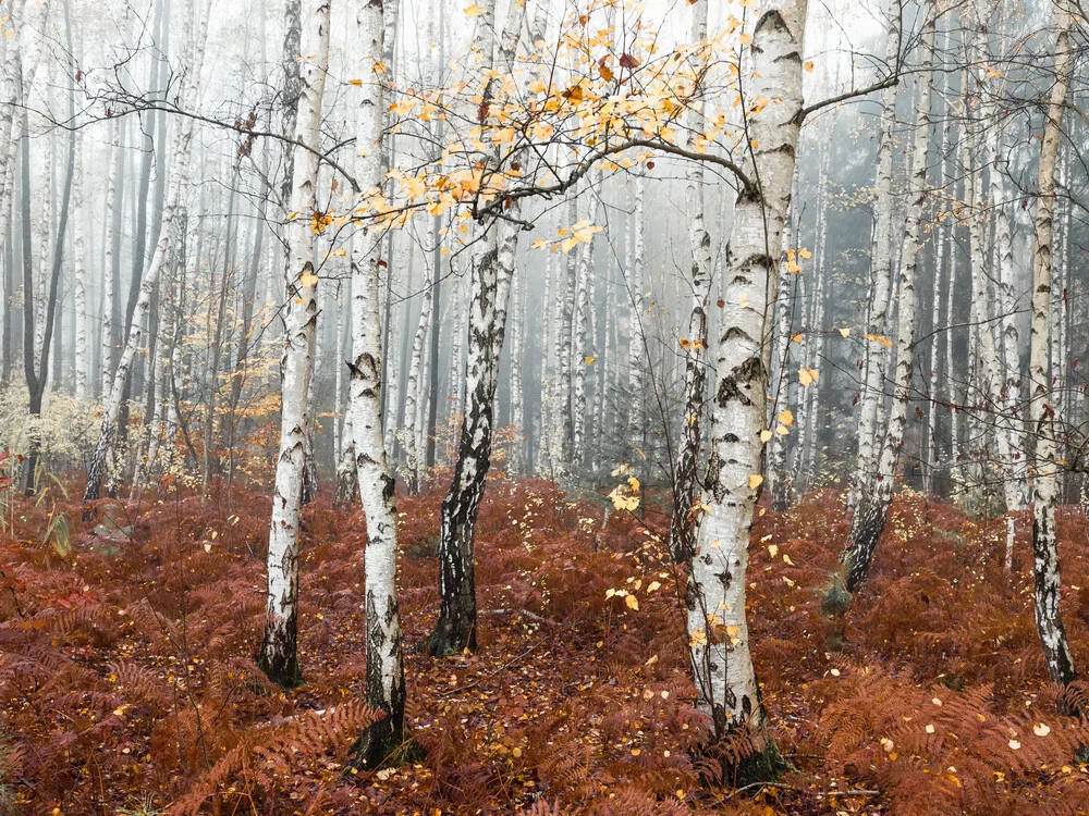 Fairytale Forest - Photographie d'art par Holger Nimtz