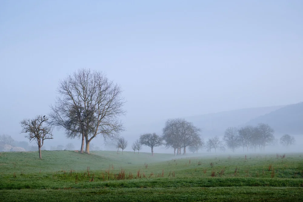 Brume matinale et arbres - Photographie fineart par Alex Wesche