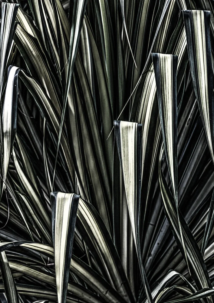 Jungle Brush - Photographie d'art par Shot By Clint