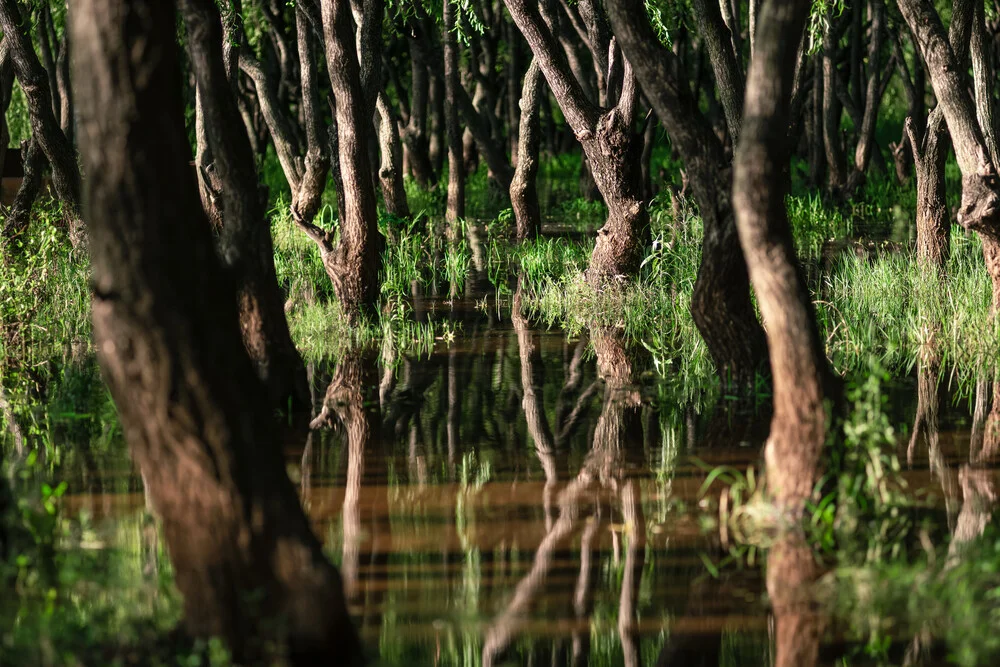 Swampy Reflections - photo prise par AJ Schokora