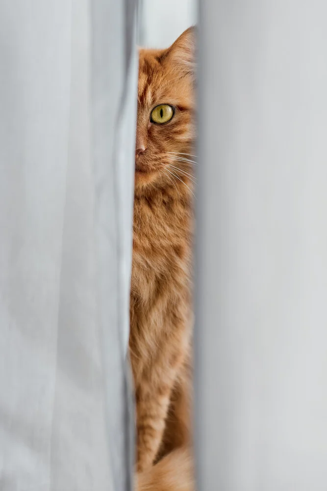 Cat Eye - Photographie d'art par AJ Schokora