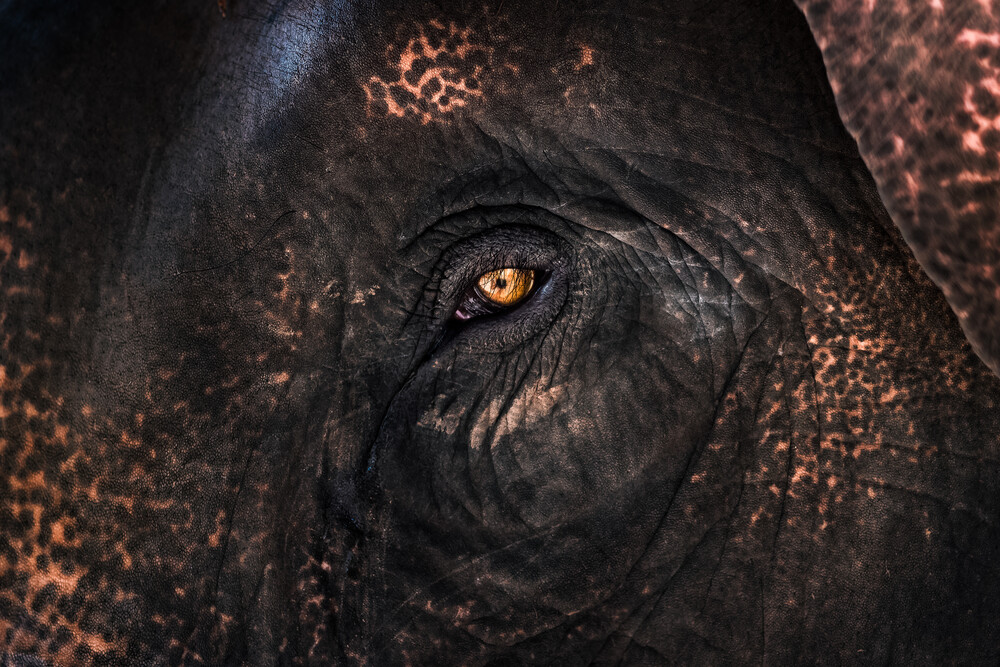 Oeil d'éléphant - Photographie d'art par AJ Schokora