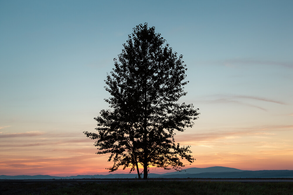 Le premier arbre en Pologne - Photographie d'art par AJ Schokora