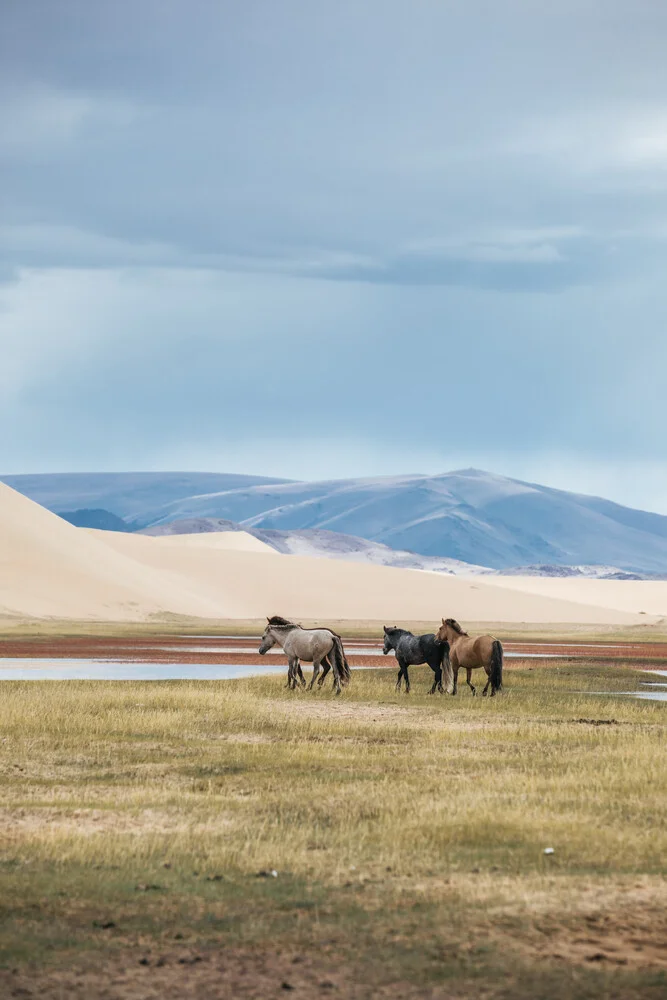 chevaux de przewalksi en mongolie - Photographie fineart par Leander Nardin