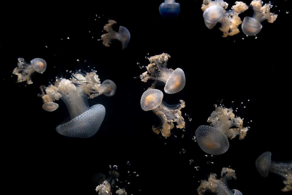 JellyFish - Photographie d'art par Roman Becker