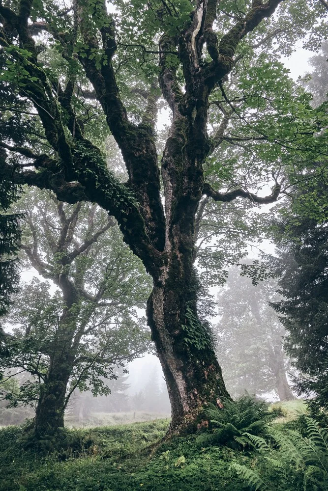 Foggy Trees plein de caractère - Photographie fineart par Alex Wesche