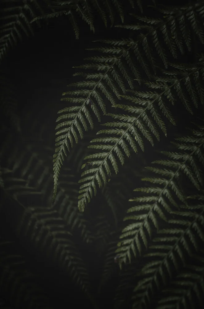 Fougère dans le noir - Photographie d'art par Laura Zimmermann
