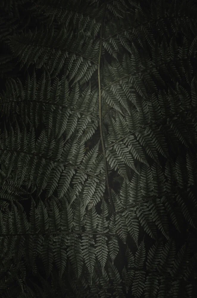Fougère dans le noir 3 - Photographie d'art par Laura Zimmermann