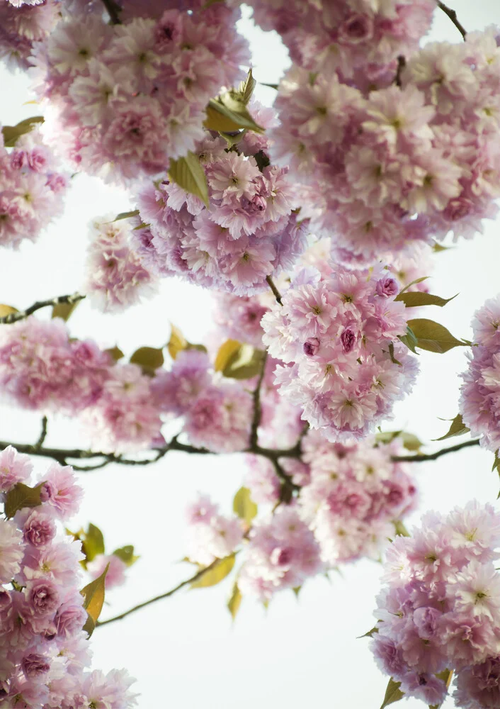 Blush Spring Love - Photographie d'art par Studio Na.hili