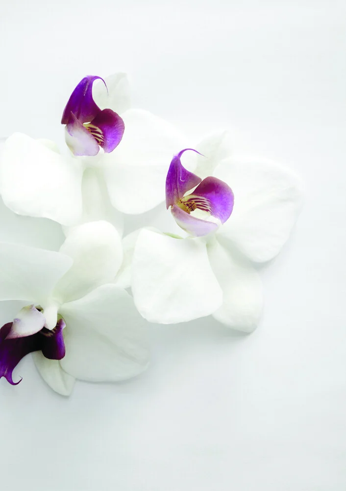 Orchidée sauvage blanche - Photographie d'art par Studio Na.hili