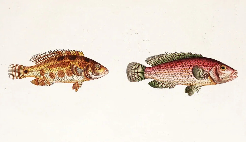 Fische 1 - photographie de Vintage Nature Graphics