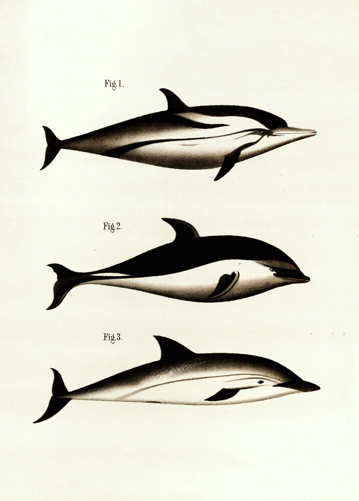 Vintage Illustration Dolphins 2 - Photographie fineart par Vintage Nature Graphics