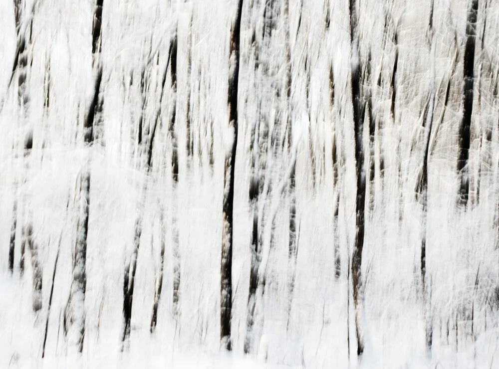 Arbres d'hiver - Photographie d'art par Manuela Deigert