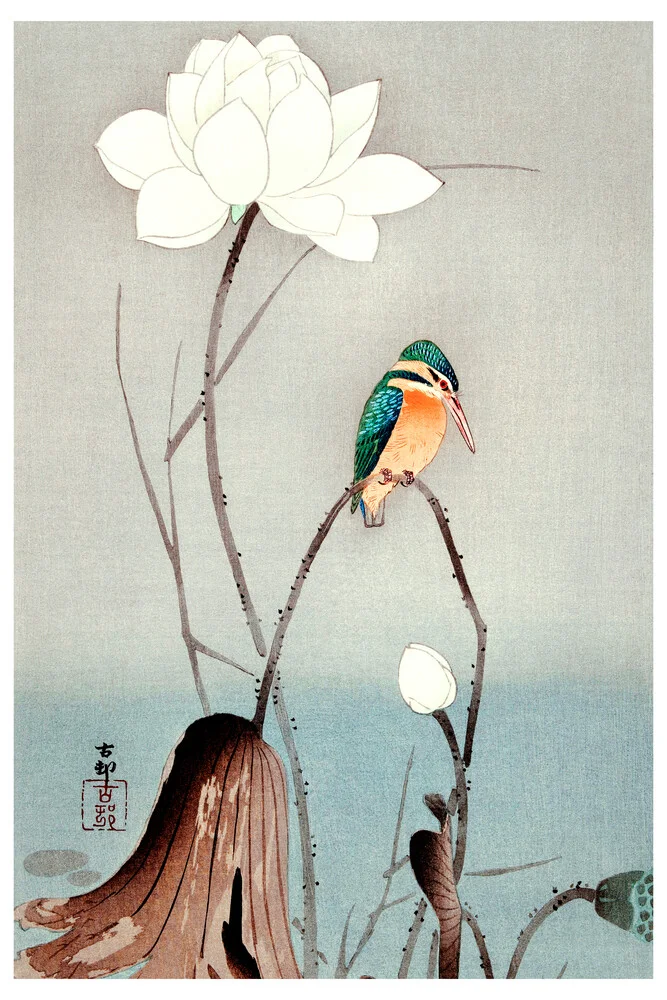 Martin-pêcheur d'illustration vintage - Photographie fineart par Japanese Vintage Art