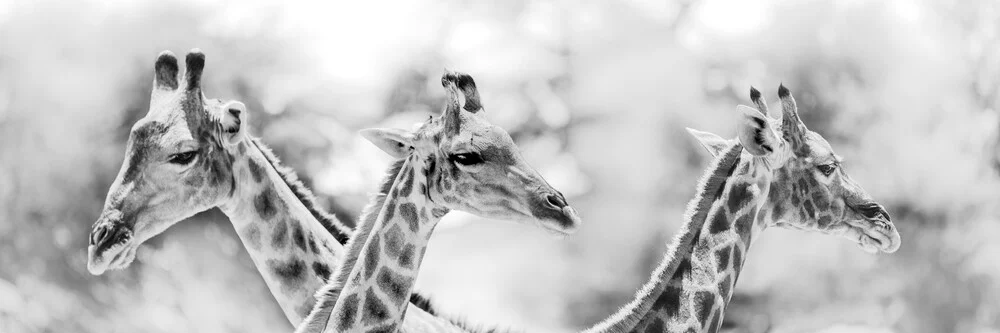 Girafes - Photographie d'art par Dennis Wehrmann