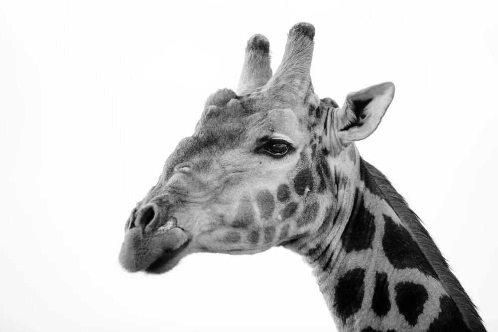 Girafe - Photographie d'art par Dennis Wehrmann