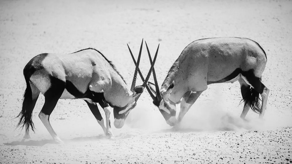 Oryx massif se battant pour la gloire - Photographie fineart par Dennis Wehrmann