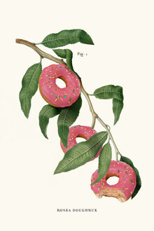 Jonas Loose, Donut Plant (Allemagne, Europe)