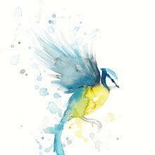 Marta Casals Juanola, oiseau bleu