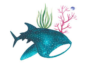 Marta Casals Juanola, requin baleine
