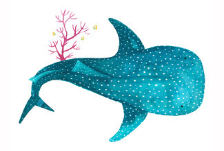 Marta Casals Juanola, Requin Baleine aux coraux