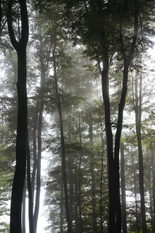 Nadja Jacke, Brouillard dans la forêt de feuillus