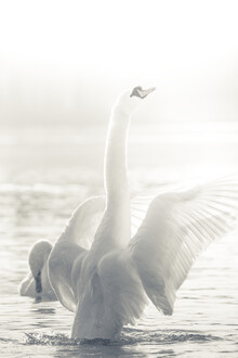 Sebastian Worm, White Swan (Allemagne, Europe)