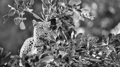 Dennis Wehrmann, Panthera pardus (Zambie, Afrique)