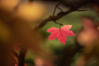 Sebastian Worm, feuille d'automne rouge (Allemagne, Europe)