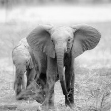 Dennis Wehrmann, futureforelephants (Zambie, Afrique)