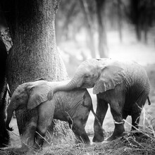 Dennis Wehrmann, futureforelephants (Zambie, Afrique)