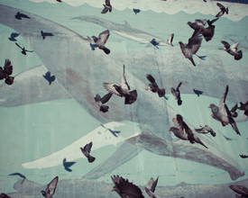 Erin Kao, Pigeons + Baleines - États-Unis, Amérique du Nord)