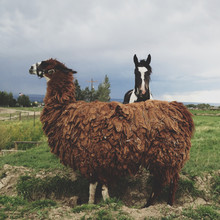 Kevin Russ, Lama and Horse (États-Unis, Amérique du Nord)