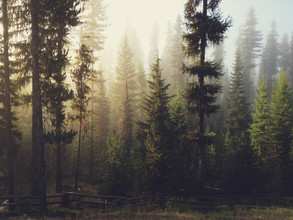 Kevin Russ, forêt du lever du soleil
