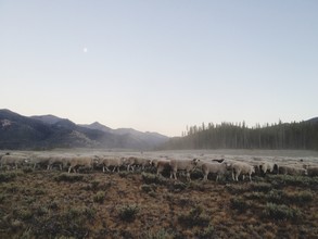 Kevin Russ, Ketchum Sheep Herd (États-Unis, Amérique du Nord)