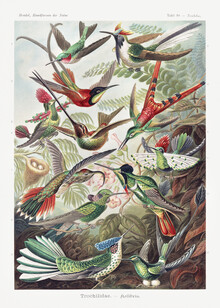 Vintage Nature Graphics, Ernst Haeckel : Trochilidae Kolibris (Allemagne, Europe)
