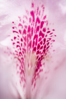 Nadja Jacke, fleur de rhododendron