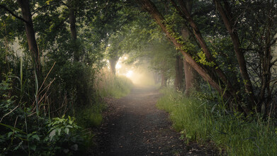 Nils Steiner, brouillard matinal dans la forêt (Allemagne, Europe)