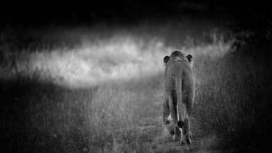 Dennis Wehrmann, Lion (Afrique du Sud, Afrique)