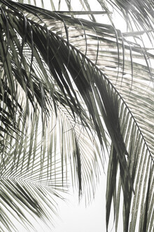 Studio Na.hili, nuances et ombres palmiers verts (Allemagne, Europe)