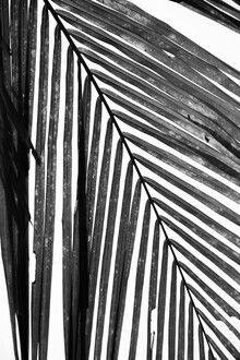 Studio Na.hili, feuille de palmier noir et blanc (Allemagne, Europe)