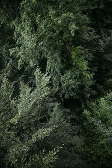 Nadja Jacke, Forêt vue d'en haut en été