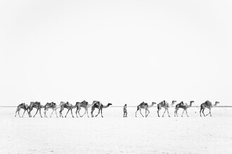 Photolovers., Caravane de chameaux - Ethiopie, Afrique)