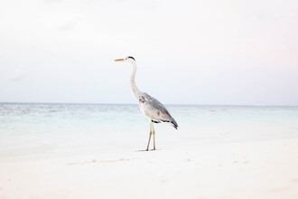 Roman Becker, BLUEBIRD - Maldives, Asie)