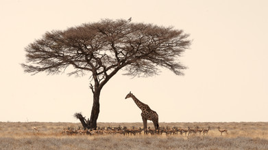 Dennis Wehrmann, à la recherche d'ombre dans la chaleur de midi - Parc national d'Etosha Namib - Namibie, Afrique)