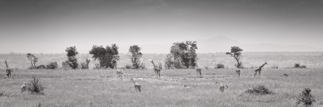 Dennis Wehrmann, Panorama Giraffes Murchison Falls (Ouganda, Afrique)