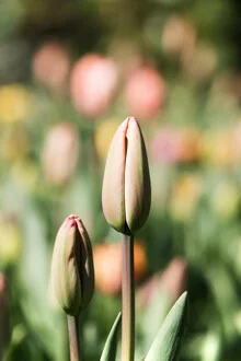 Tulipes printanières - Photographie d'art de Manuela Deigert
