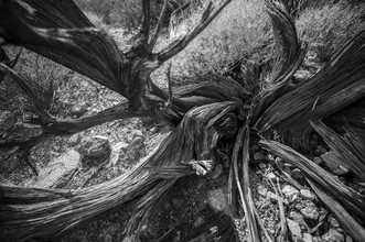 Jakob Berr, arbre mort, parc national de Joshua Tree